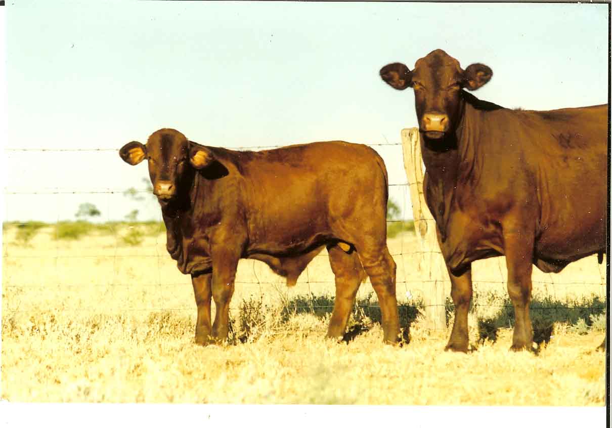 Cumberland Cow and Calf