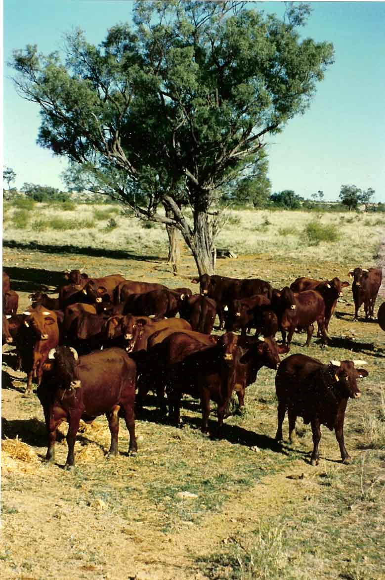 Cumberland Cattle 