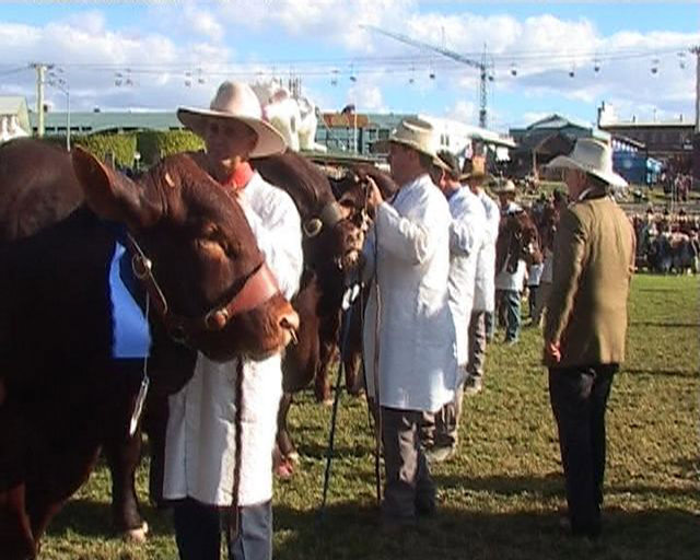 Show Ring